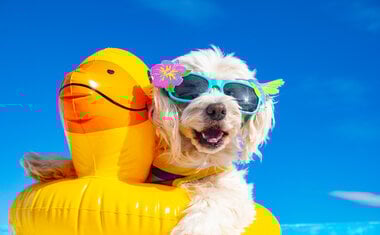 Praia de Juquehy recebe 'Dog Beach Park' para que pets possam ir à praia; saiba tudo!